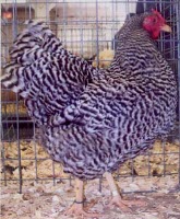 Dominique Heritage poultry breed