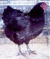 Black Jersey Giant hen chicken