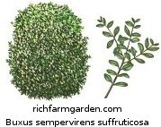 Buxus sempervirens suffruticosa Dwarf English Boxwood shrub plant