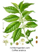 Coffea arabica Coffee plant seed beans
