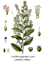 Lobelia inflata Indian Tobacco plant seeds