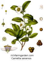 Tea tree Camellia senensis Teu cha