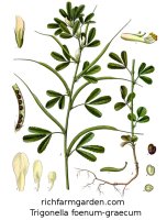 Trigonella foenum graecum Fenugreek plant seeds
