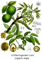 Juglans regia Carpathian Walnut tree seeds