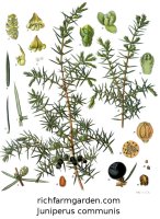 Juniperus communis Juniper tree seeds
