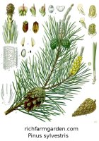 Pinus sylvestris Scotch Pine tree seeds
