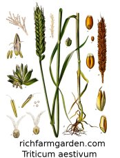 Triticum aestivum Wheat seed