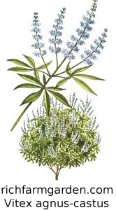 Vitex agnus-castus Chaste Tree Sauzgatillo seeds