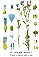 Flax Linum usitatissimum grain seed plant herb