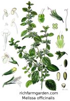 Melissa officinalis Lemon Balm medicinal herb plant seeds