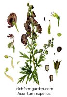Aconitum napellus Monkshood plant seeds