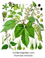 Hops Humulus lupulus medicinal culinary plant seeds