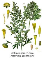 Wormwood Artemisia absinthium absinthe plant