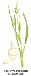 Allium sativum
              garlic plant bulbs