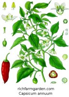 Capsicum annuum Chile pepper plant
              seeds