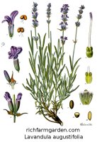 Lavandula augustifolia English Lavender plant seeds