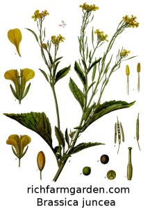 Brassica juncea Mustard plant seeds