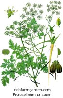 Parsley Petroselinum crispum Culinary plant
