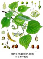 Tilia cordata Littleleaf Linden Lime Tree seeds