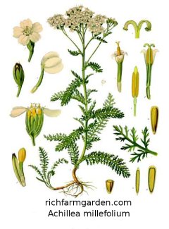 Achillea
              millefolium Yarrow plant seeds