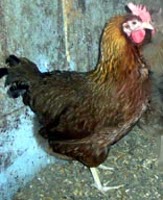 Welsummer rare brown egg breed