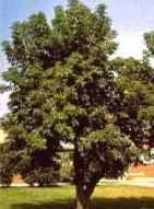 Manitoba Maple tree Box Elder Acer negundo
