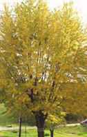 Silver Maple tree Acer saccharinum