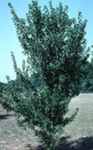 Trident Maple tree Acer buergerianum