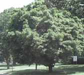 Shantung Purpleblow Maple tree Acer truncatum