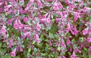Acinos alpinus perennial flower