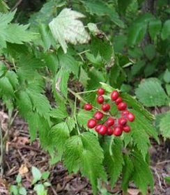 Actaea rubra Red
        Baneberry Red Cohosh perennial
