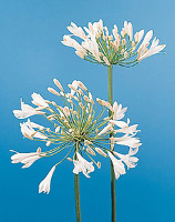 Agapanthus africanus White Giant Lily of the Nile