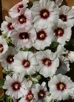 Hollyhock Alcea rosea Halo Blossom Snow white flower