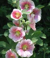 Hollyhock Alcea rosea Halo Pink flower
