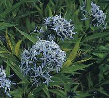Amsonia hubrichtii Blue Star Perennial