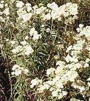 anaphalis margaritacea pearly everlasting seed plant