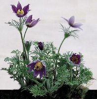 Anemone vulgaris pulsatilla Pasque Flower