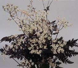 anthriscus sylvestris ravenswing black chervil dusky lace seed and plant