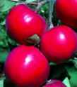 Red Rome
        Apple