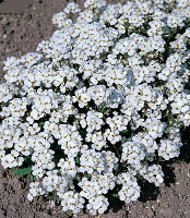 Snow Cap Arabis caucasica