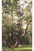 arbutus menziesii tree seeds and plants