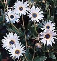 arctotis grandis african blue eyed daisy seed plant