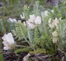 Ground Plum Astragalus crassicarpus