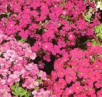 Aubretia grandiflora mix Rock Cress