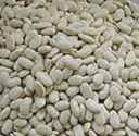Great Northern bean