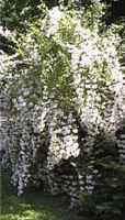 Beauty bush Kolwitzia amabilis shrub