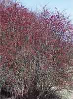 Barberrry hedge Berberis thunbergii
