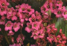 Bergenia cordifola Winterglut