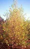 Heritage River birch tree Betula nigra
