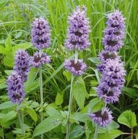 Downy Woodmint Blephilia ciliata perennial